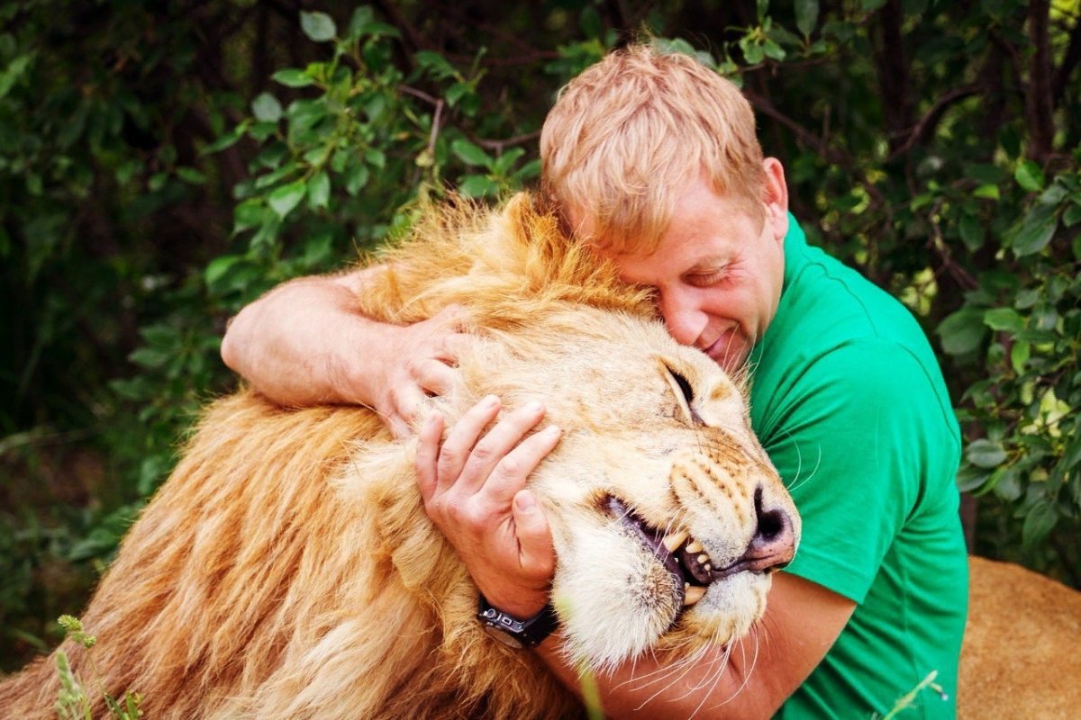 Трансваальский Лев белый