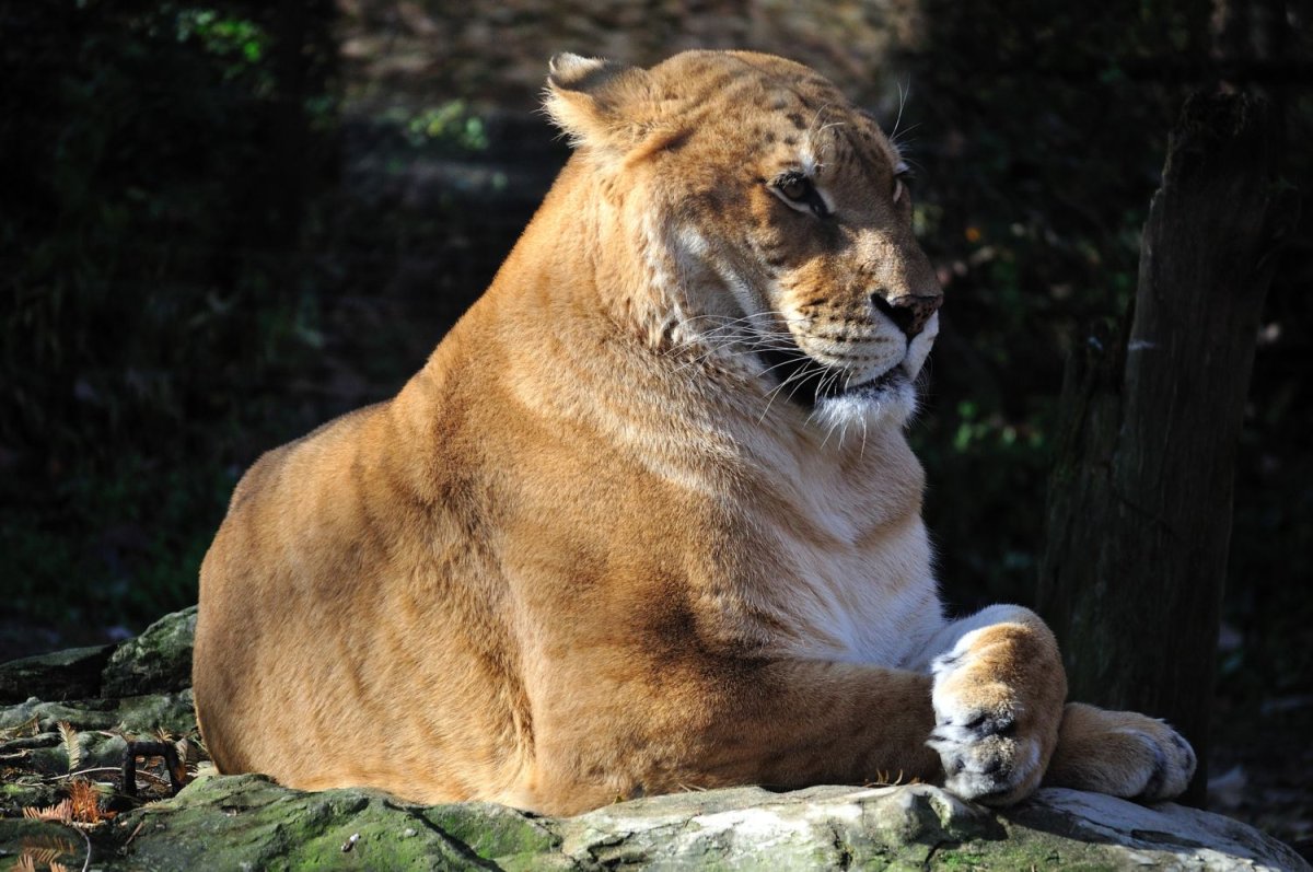 Лигр Новосибирский зоопарк