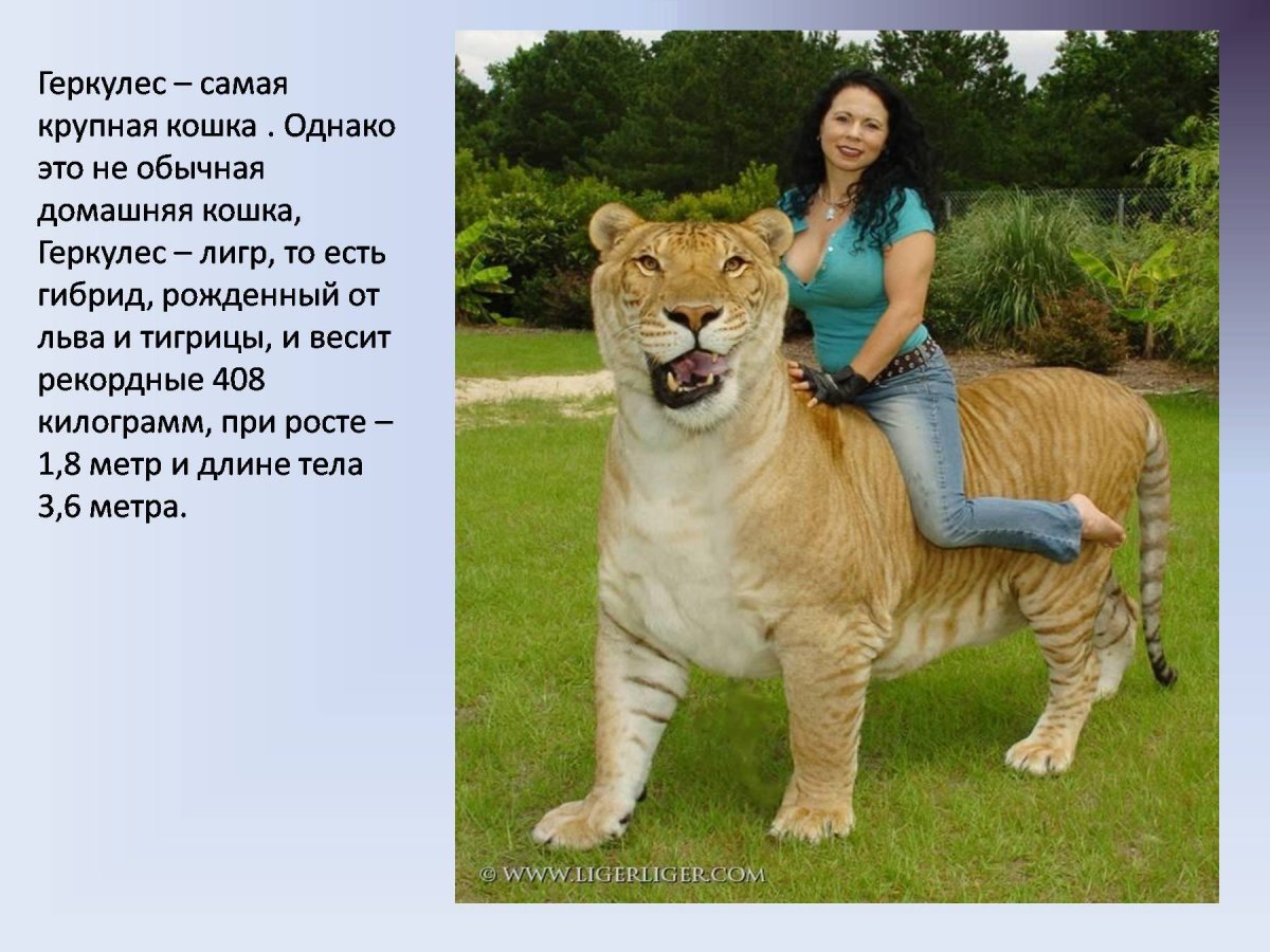 Лигр гибрид Льва и тигра