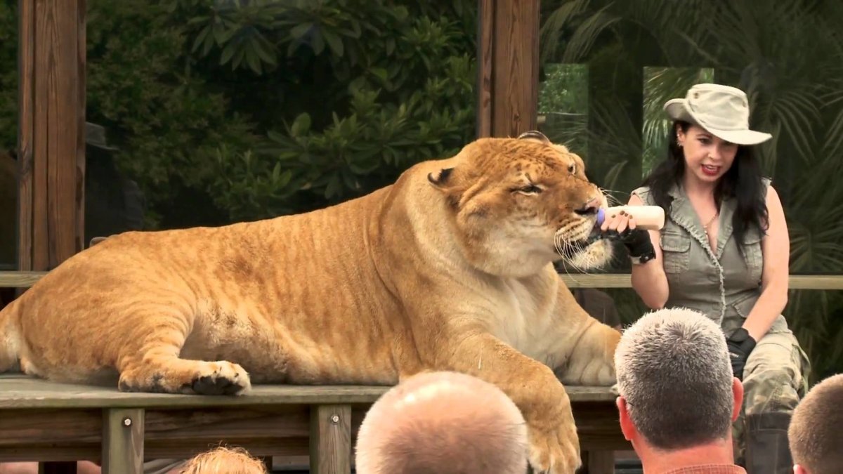 Лигр Геркулес