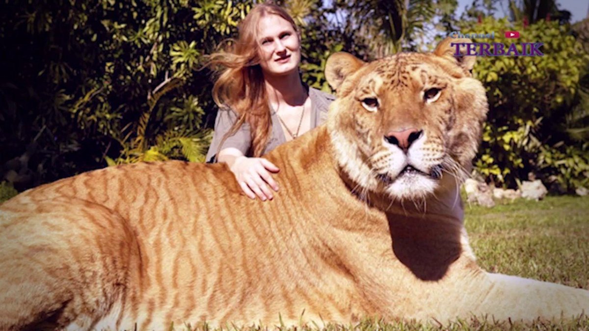 Лигр Геркулес гибрид Льва и тигра