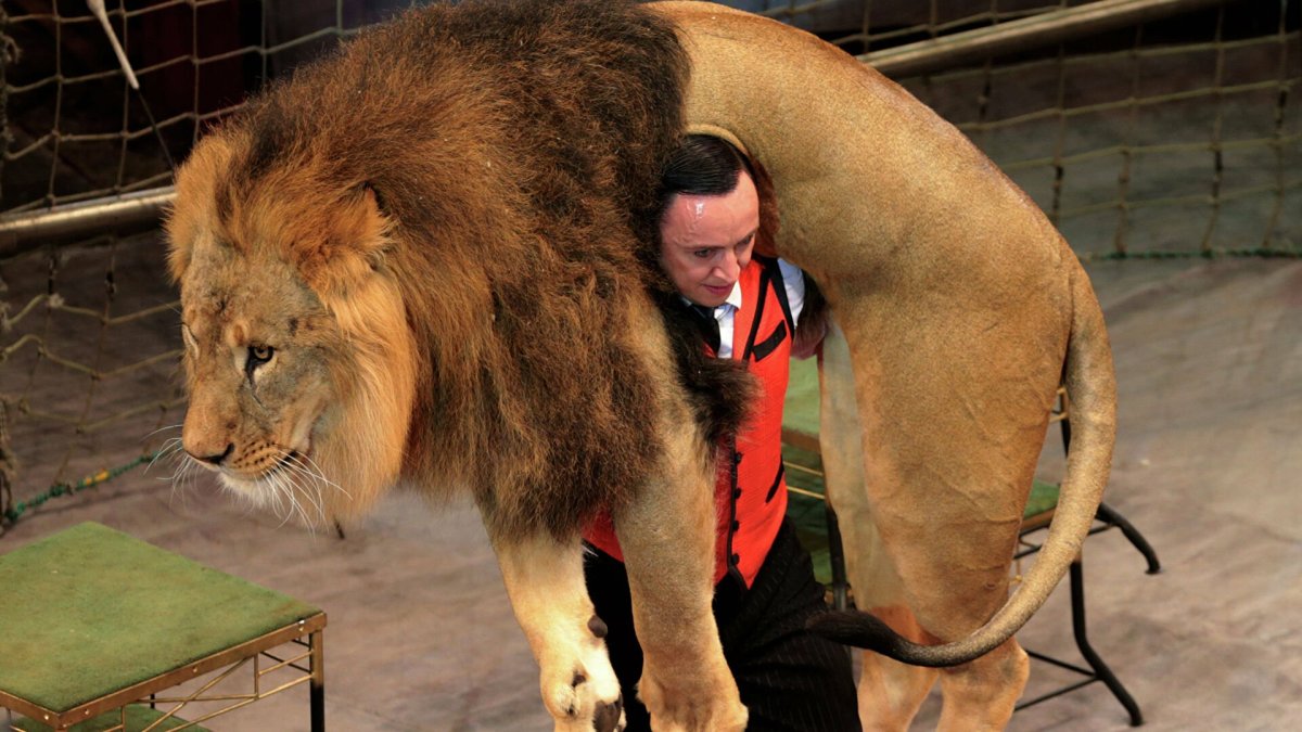 Гибрид Льва и тигра Геркулес