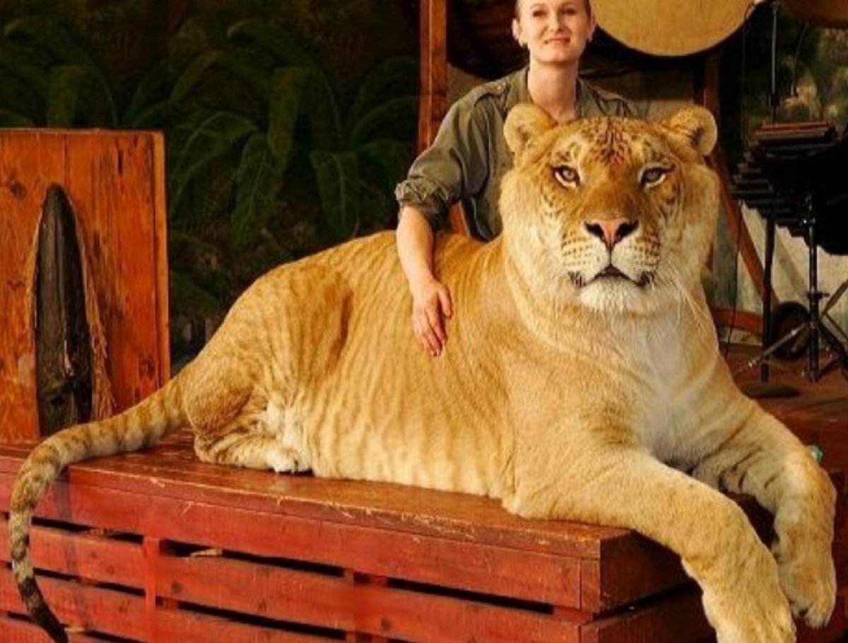 Лигр гибрид Льва и тигра