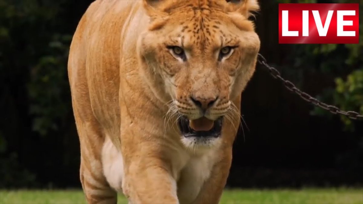 Тигр Амурский гигантский