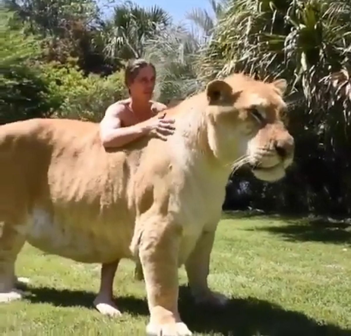 Лигр Геркулес гибрид Льва и тигра