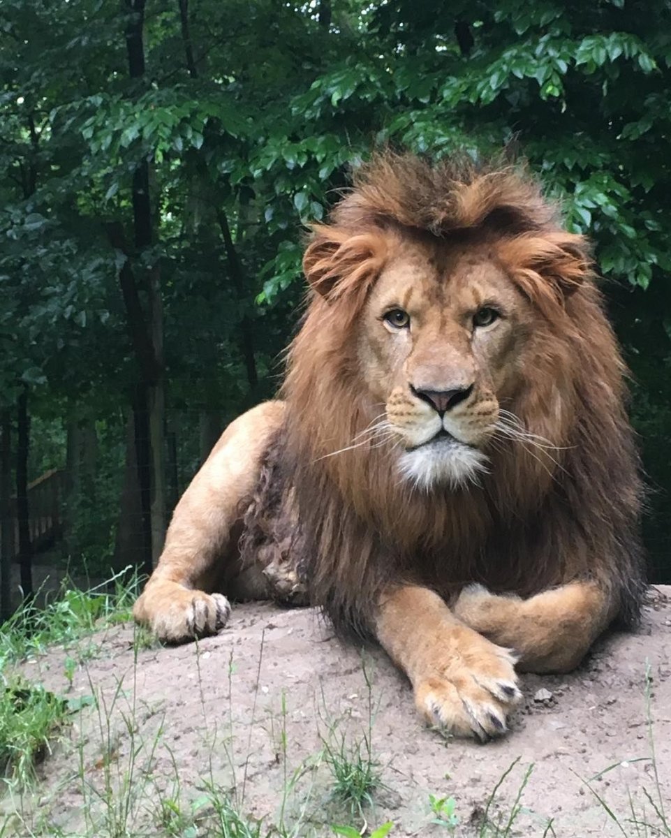 Амурский тигр и человек