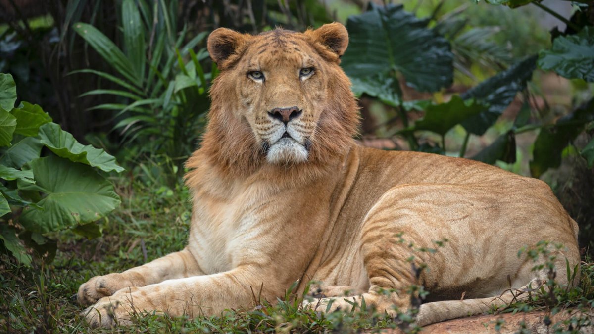 Лигр Геркулес и Лев