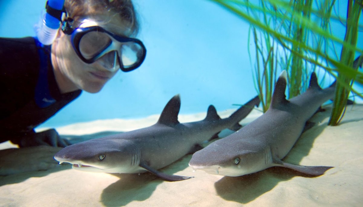 Маленькие акулы