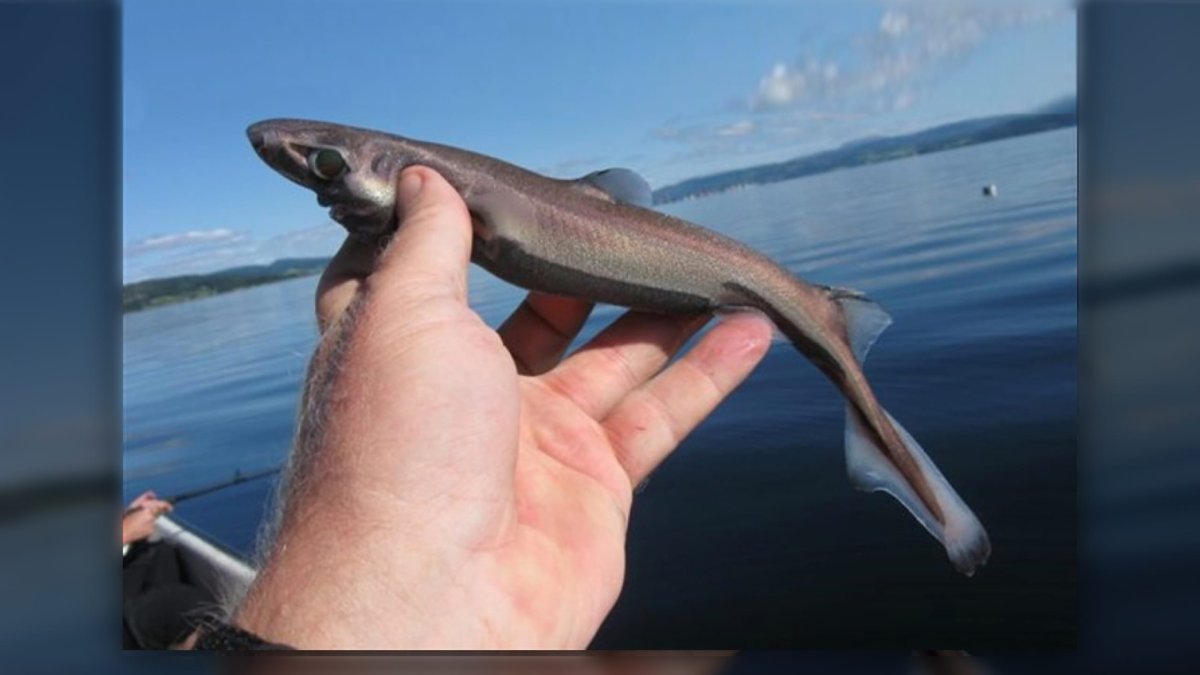 Карликовая акула фонарь