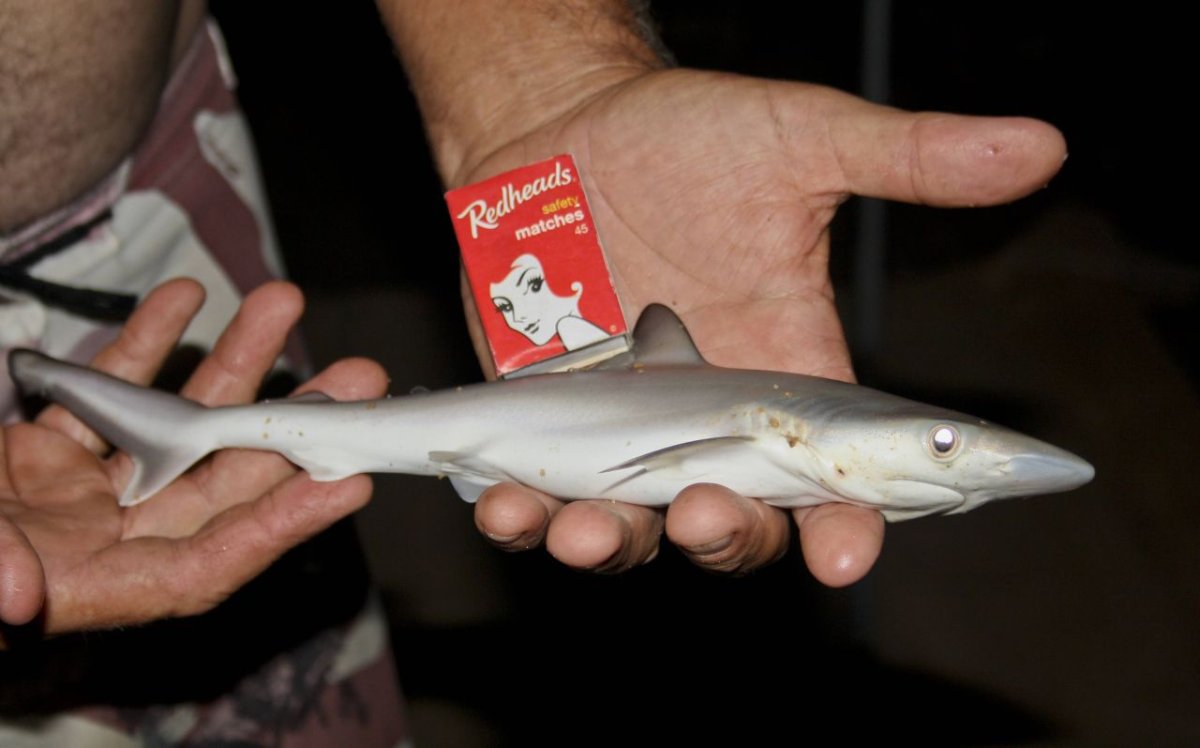 Карликовая акула фонарь