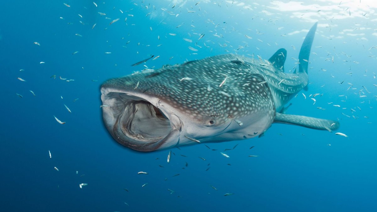 Москвариум китовая акула