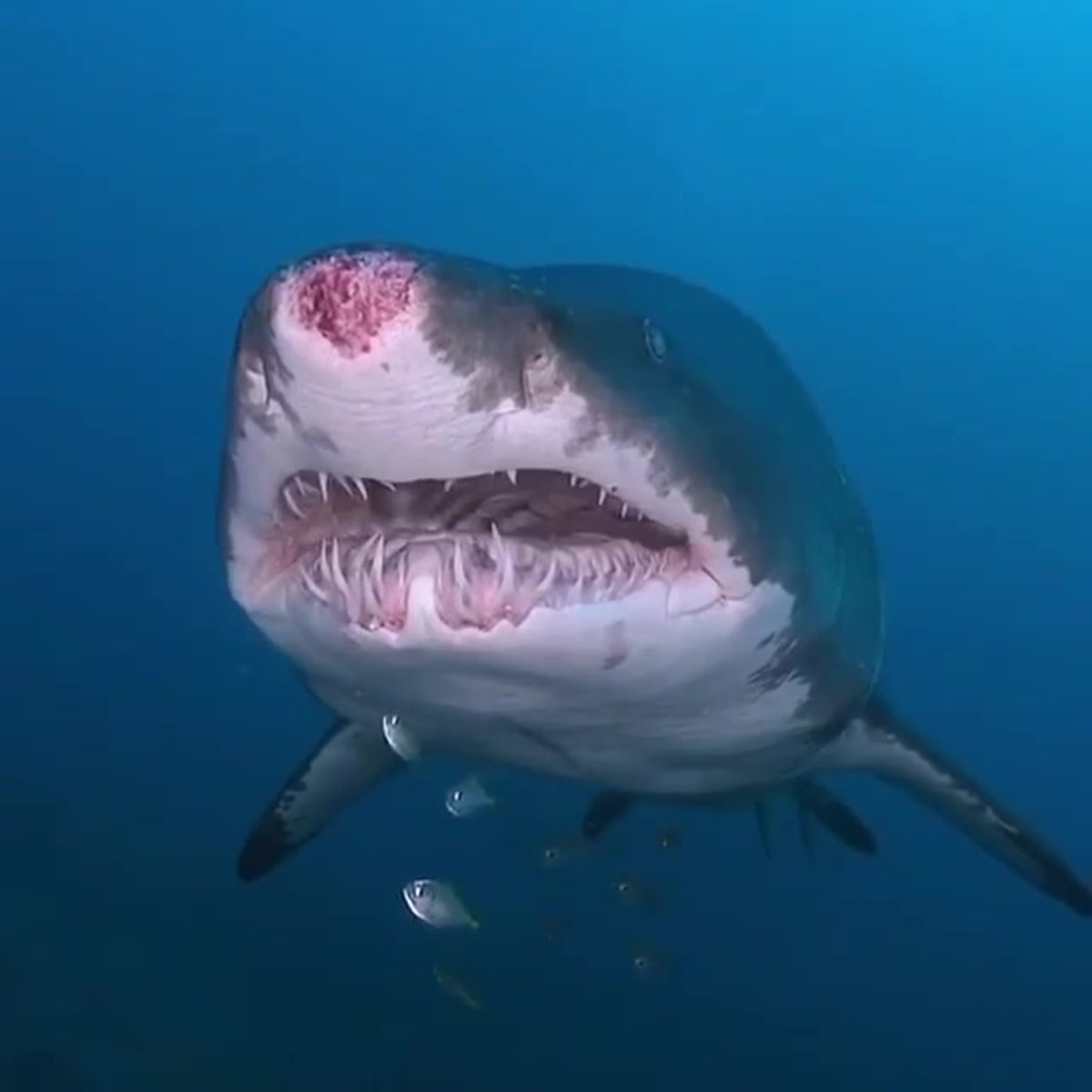 Рыба Луна мальки