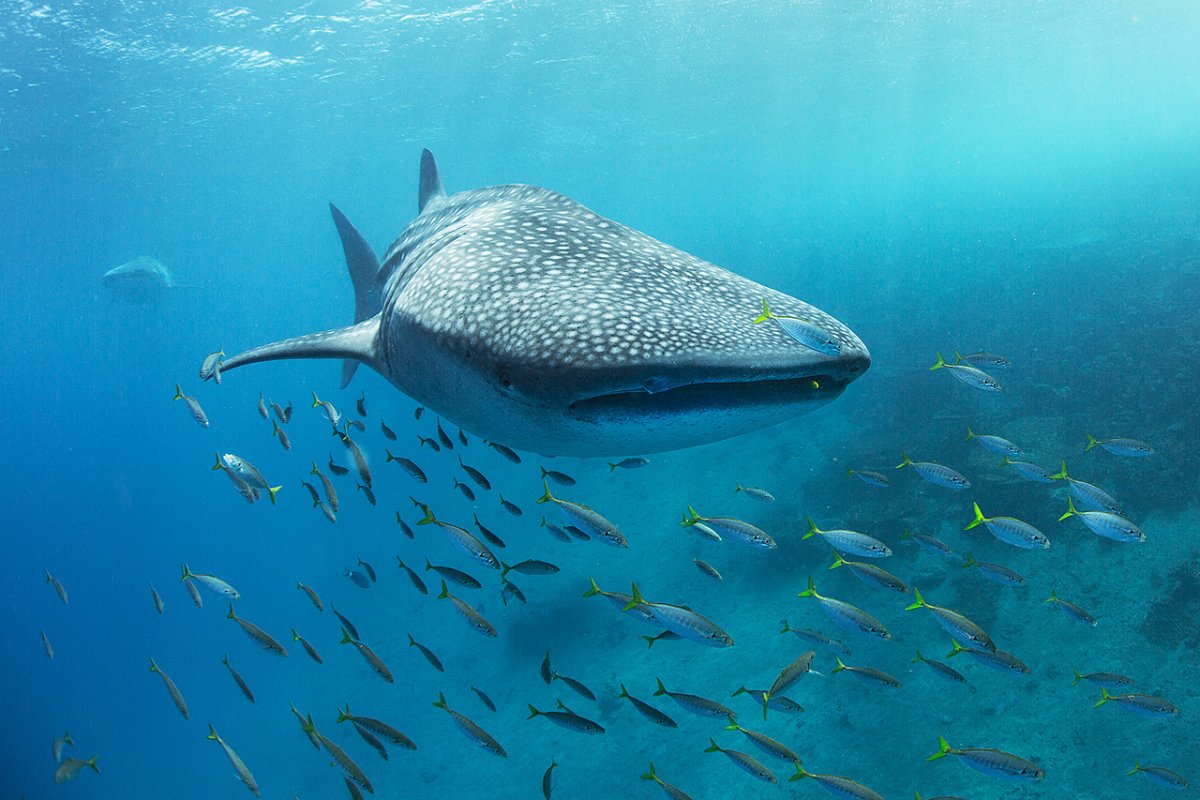 Людоед акула кархародон