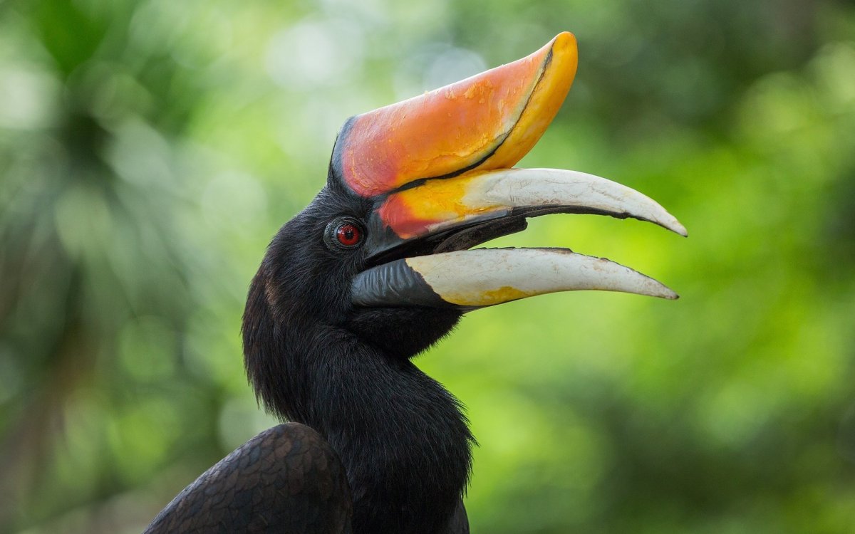 Калао птица