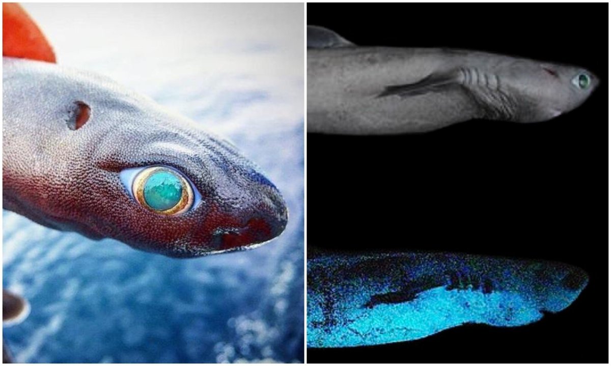 Очень маленькая акула