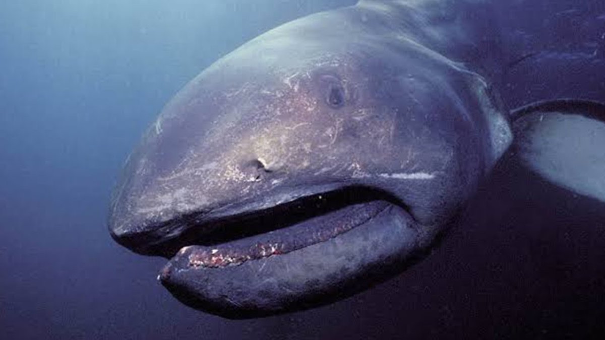 Рифовая аквариумная акула