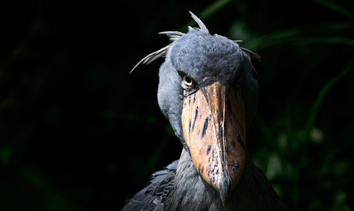 Shoebill Stork птица