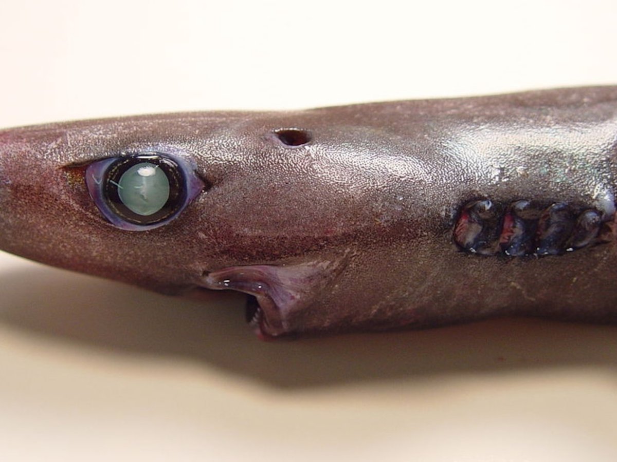 Гигантская молотоголовая акула