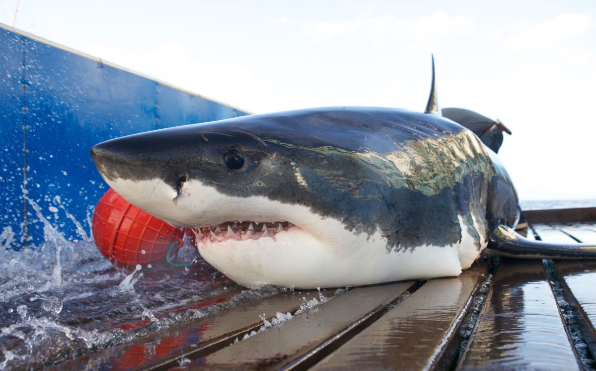 Самые большие акулы