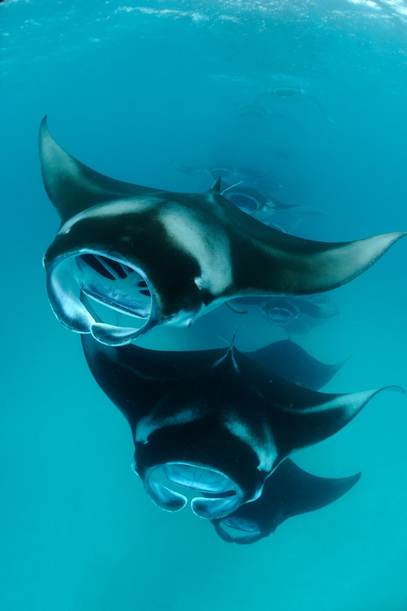 Манта Рэй рыба