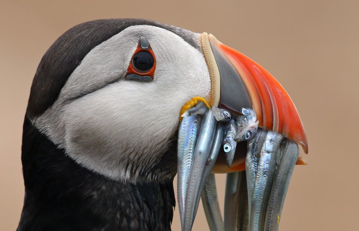 Птица с открытым клювом