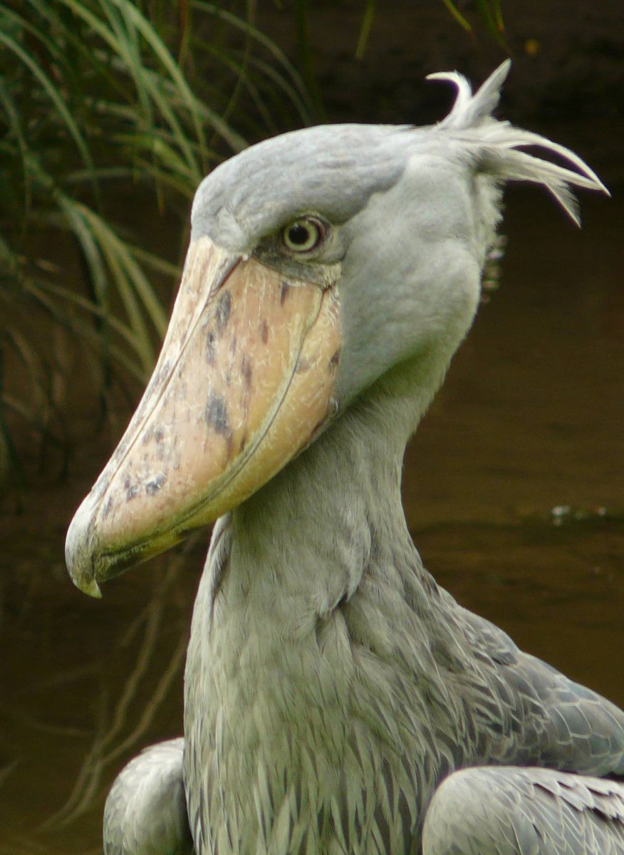 Китоглав ареал