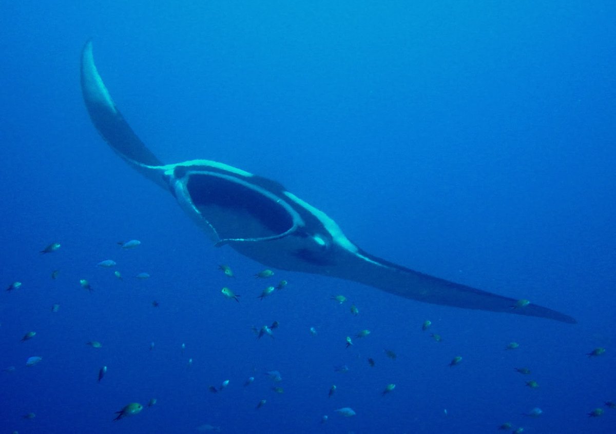 Скат альбинос