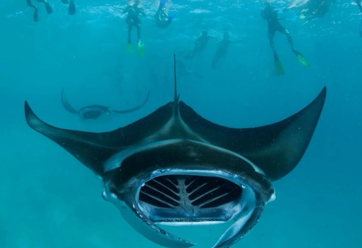 Манта Альфред