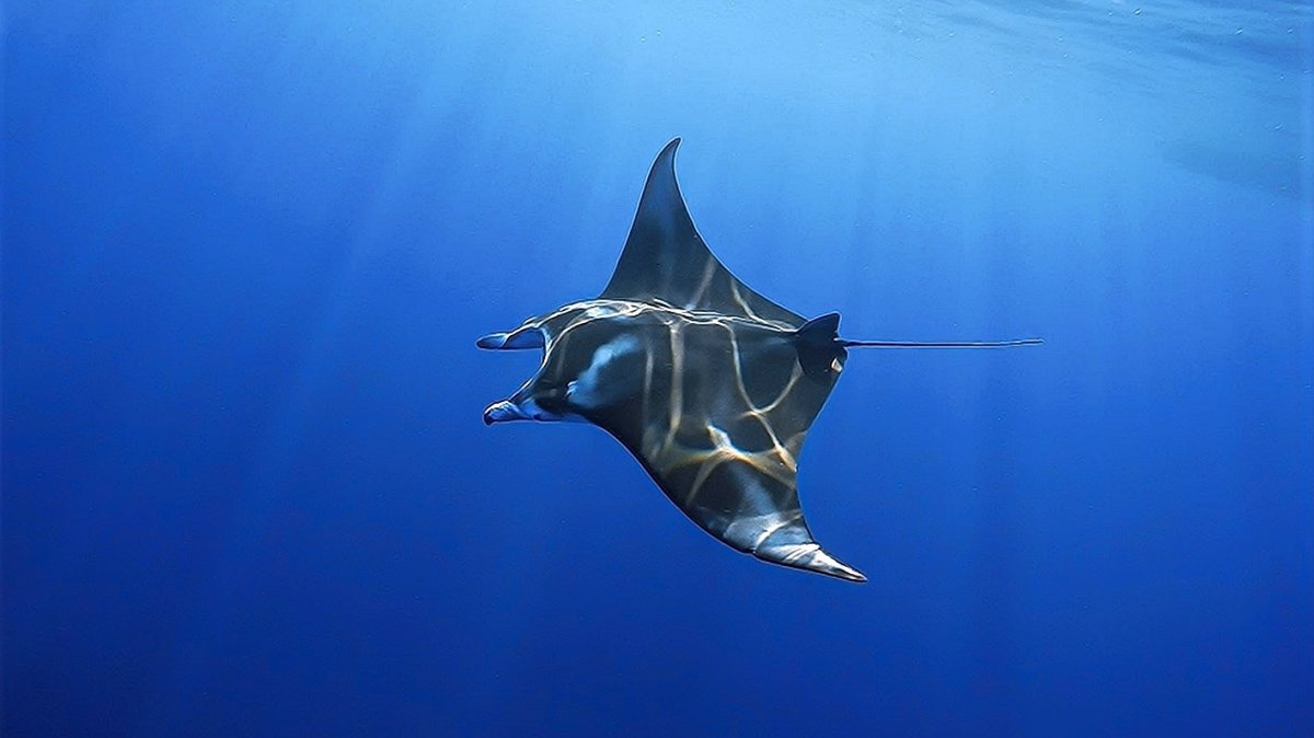 Ханифару Бэй