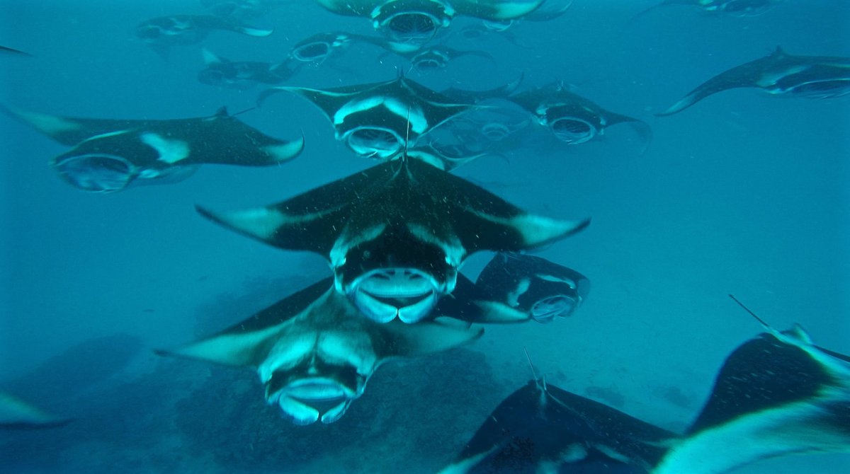 Ханифару Бэй