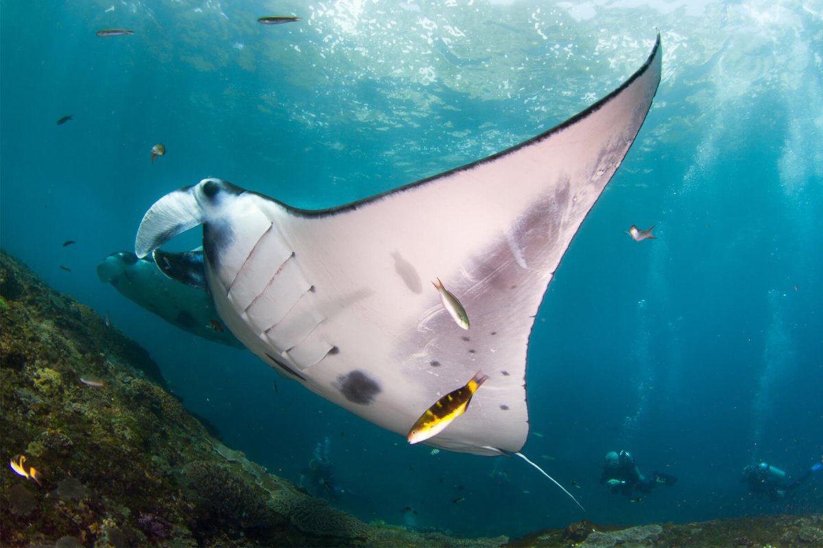 Манты планктон Тип пищевых отношений