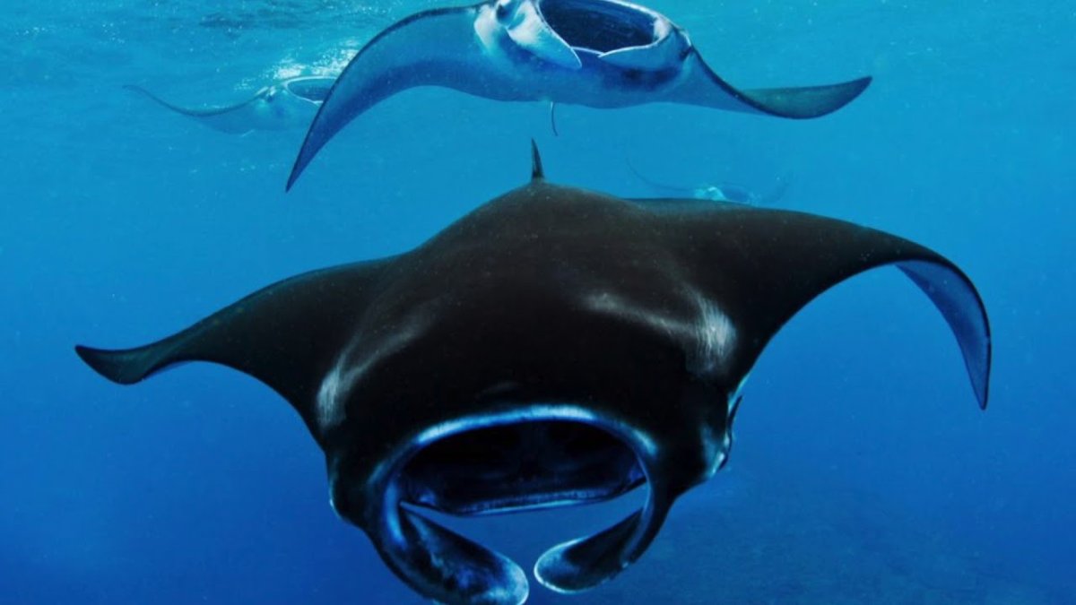 Рыбный вареник