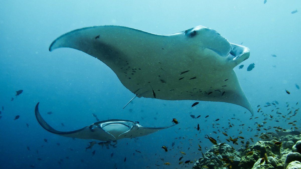 Манта рыбы Тихого океана