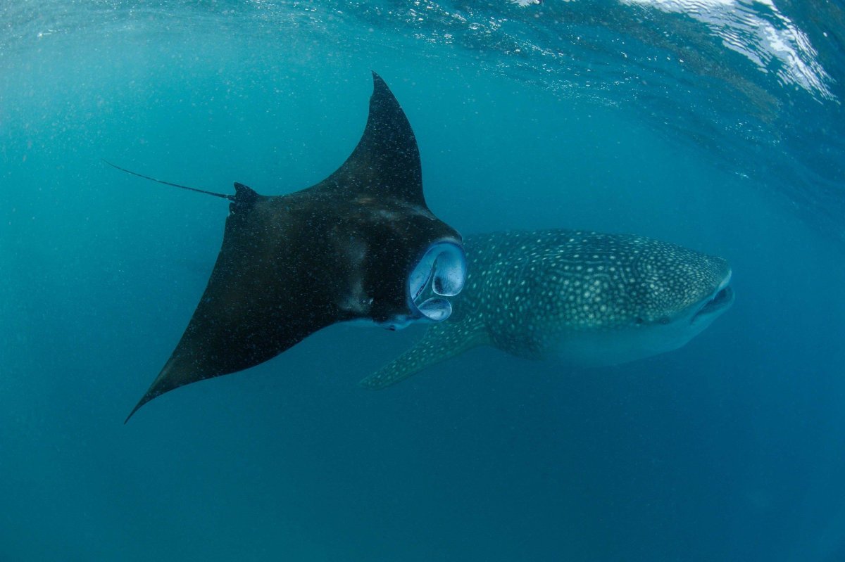Скат Манта