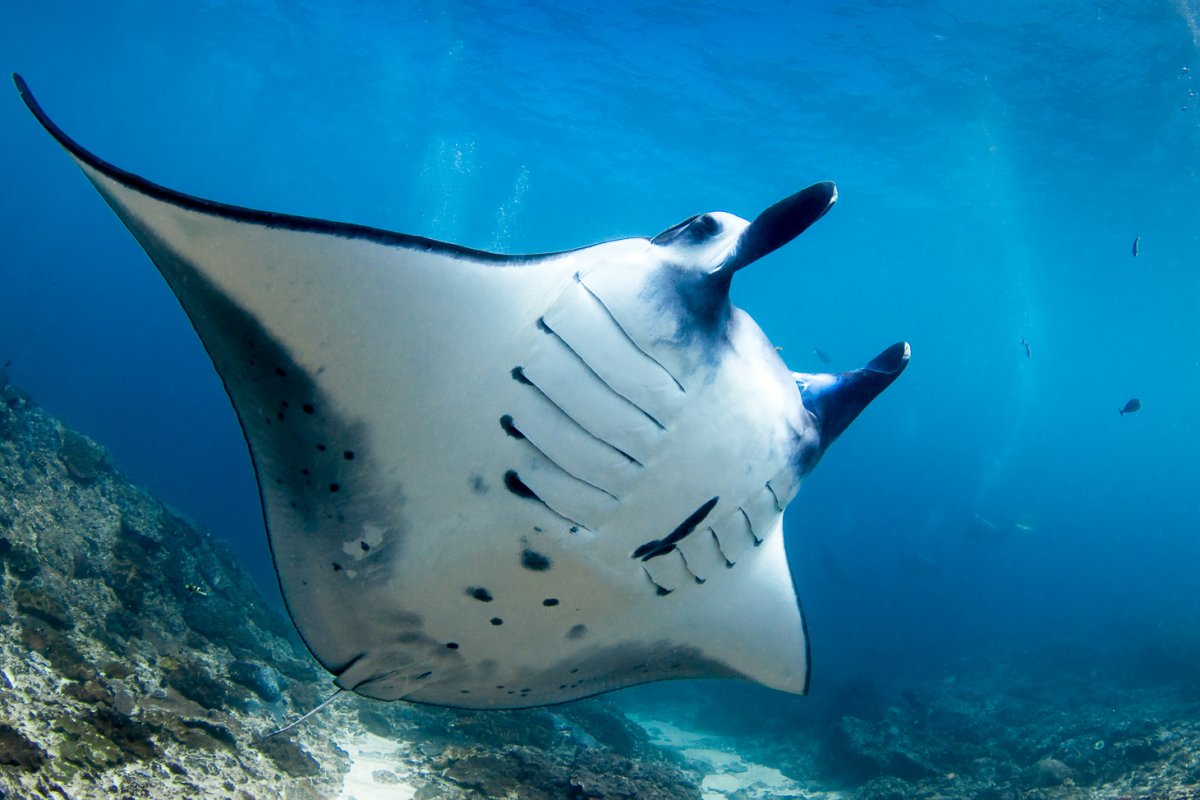 Скат Монтана