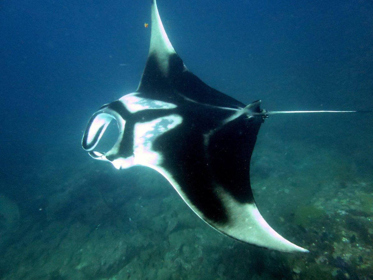 Ханифару Бэй Мальдивы манты