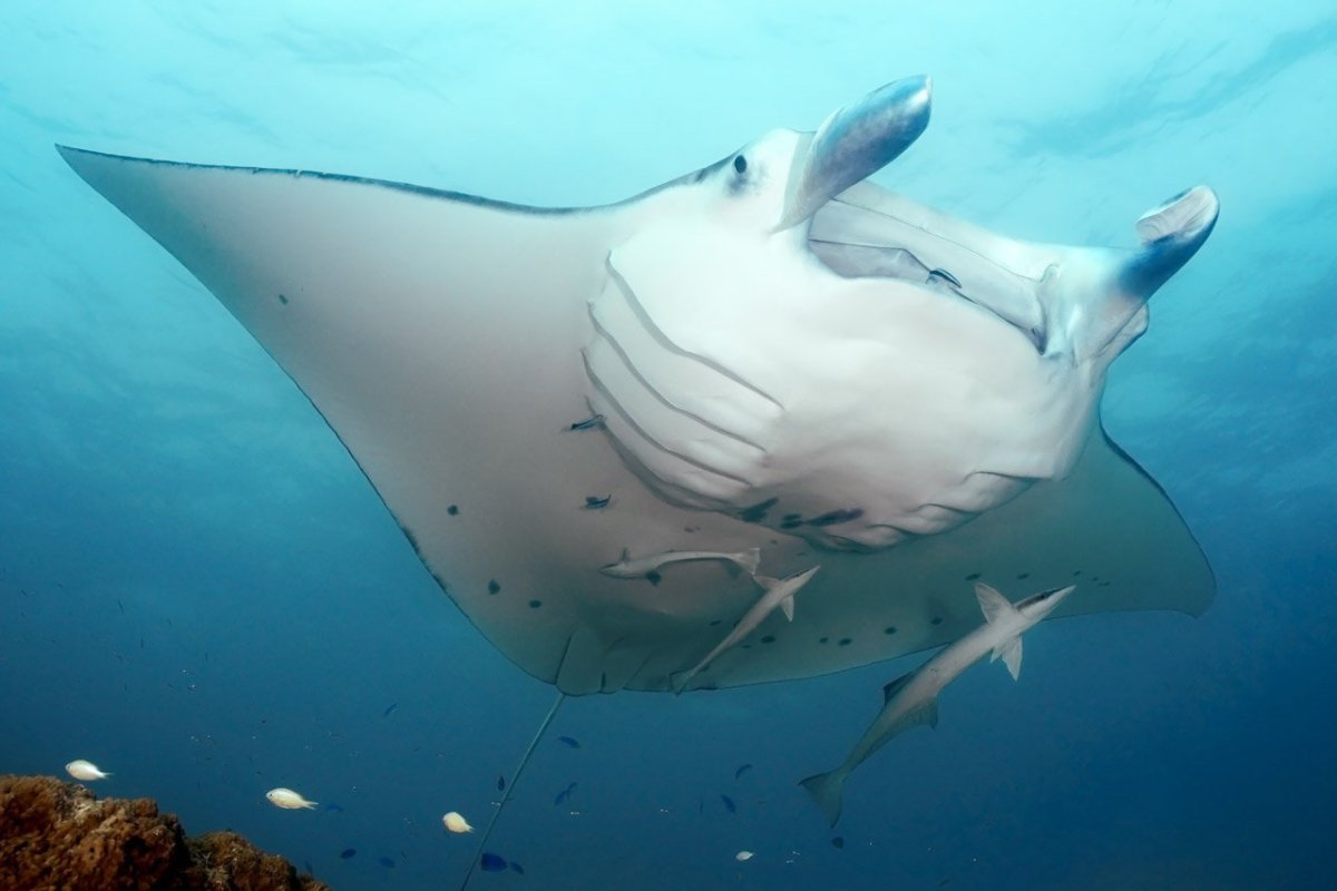 Нуса Пенида Манта поинт