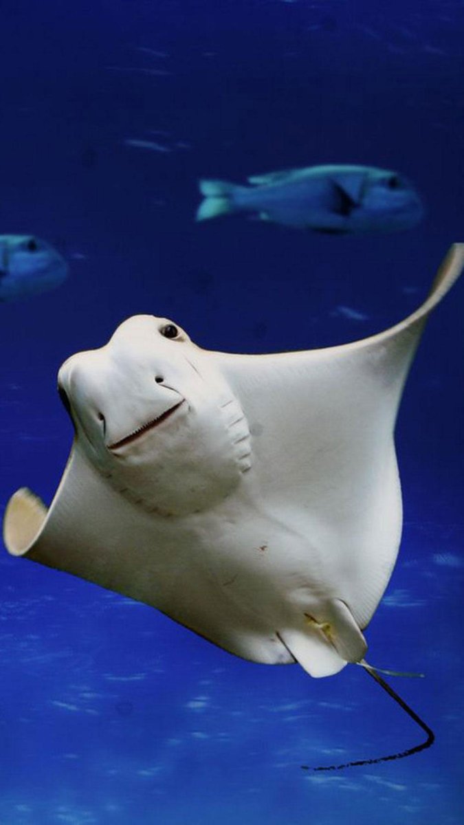 Скат черный дьявол