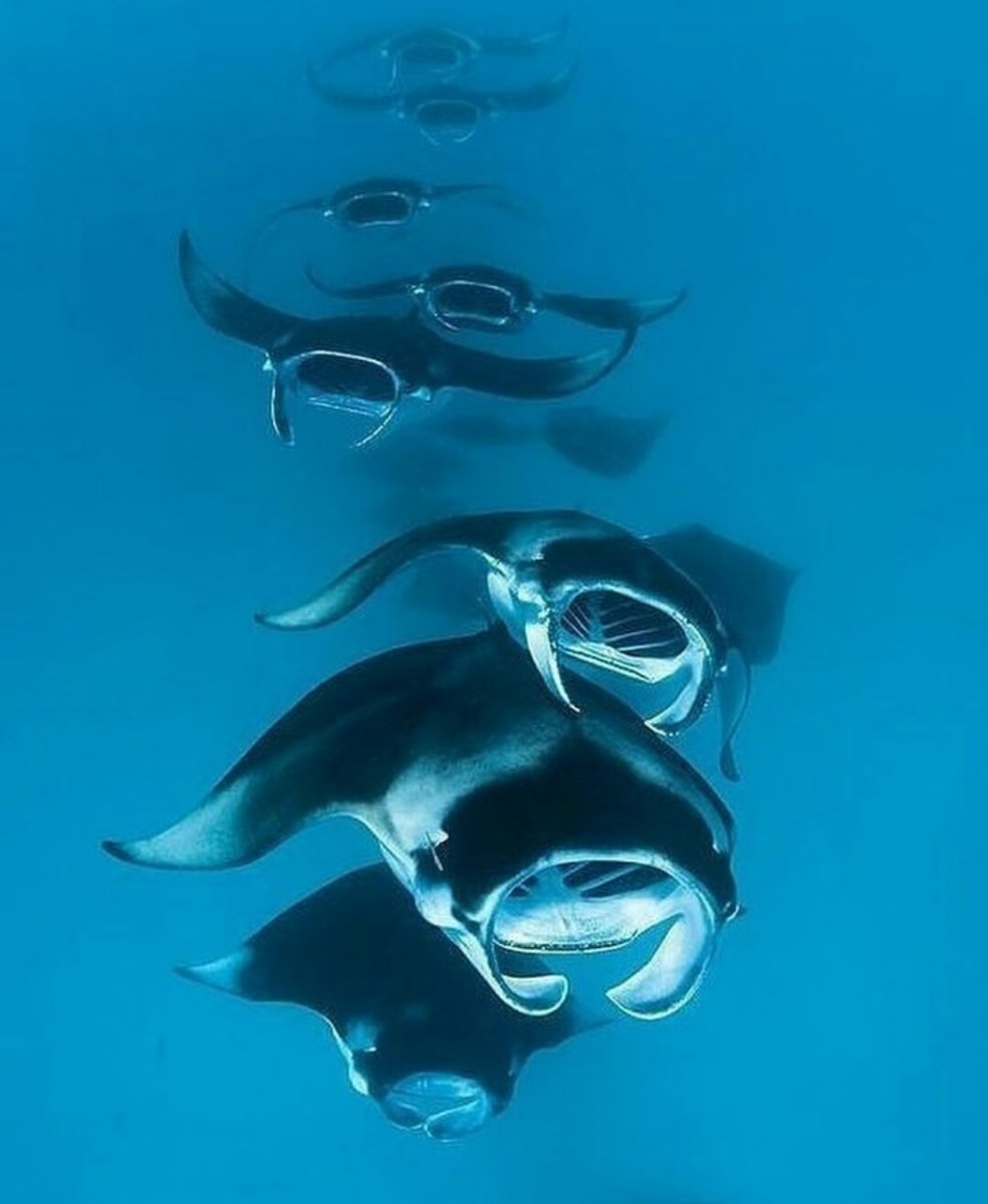 Манты морские