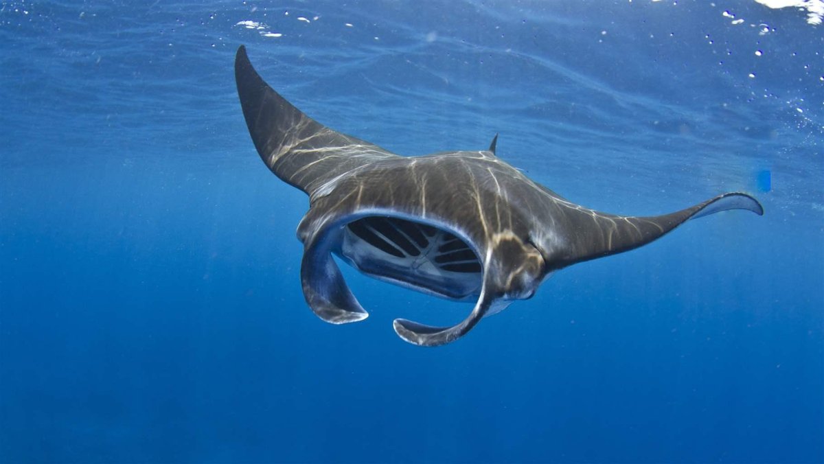 Бухта Ханифару