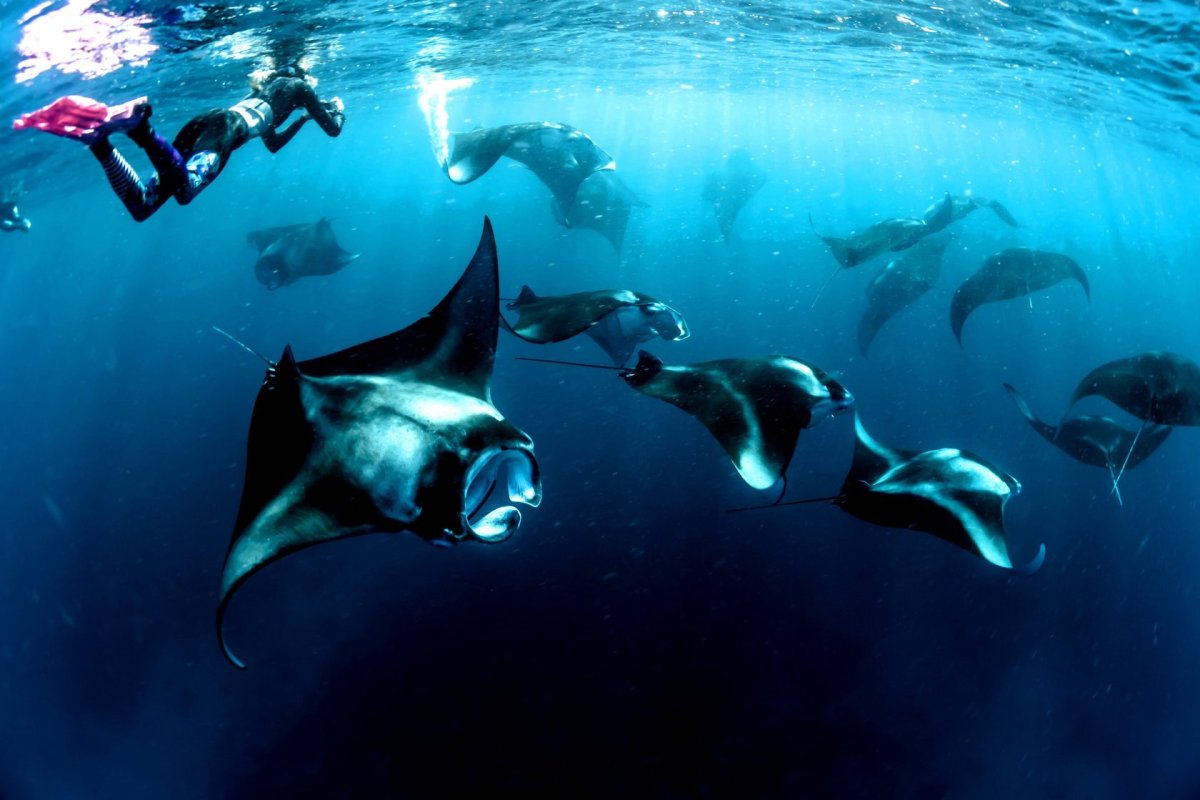 Хрящевые рыбы китовая акула