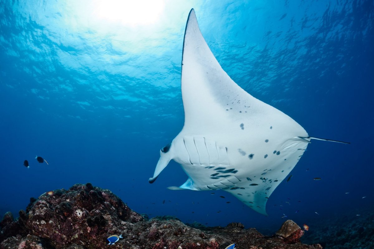 Manta ray eating