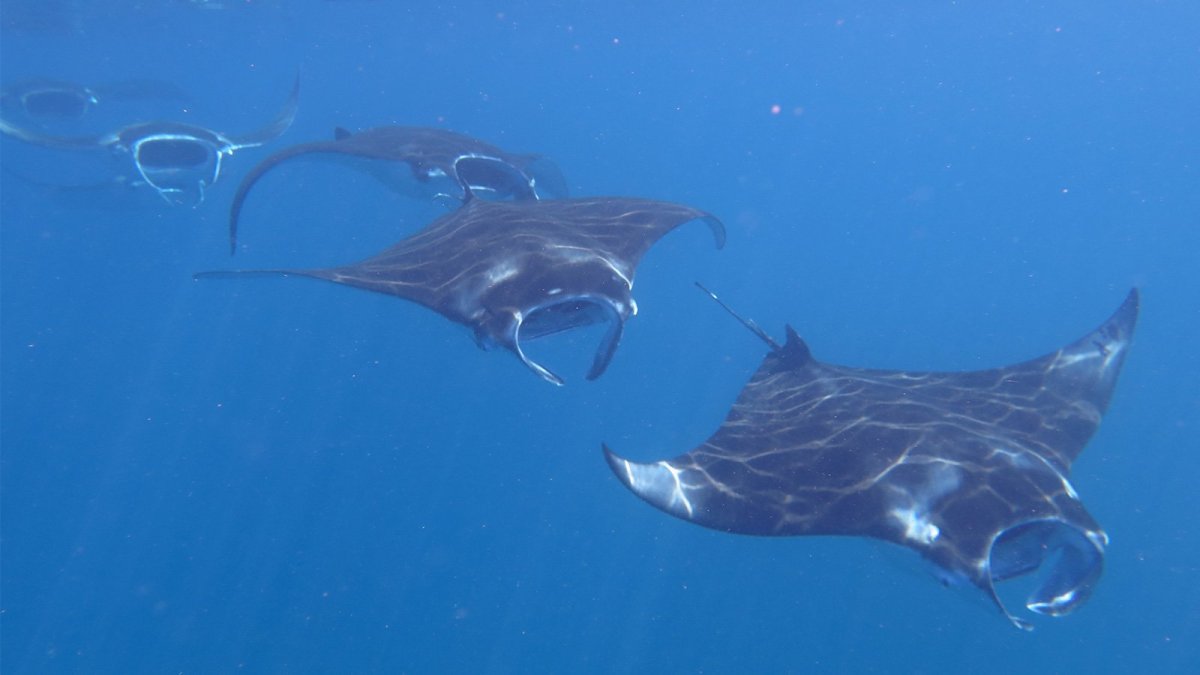 Нуса Пенида манты Бали