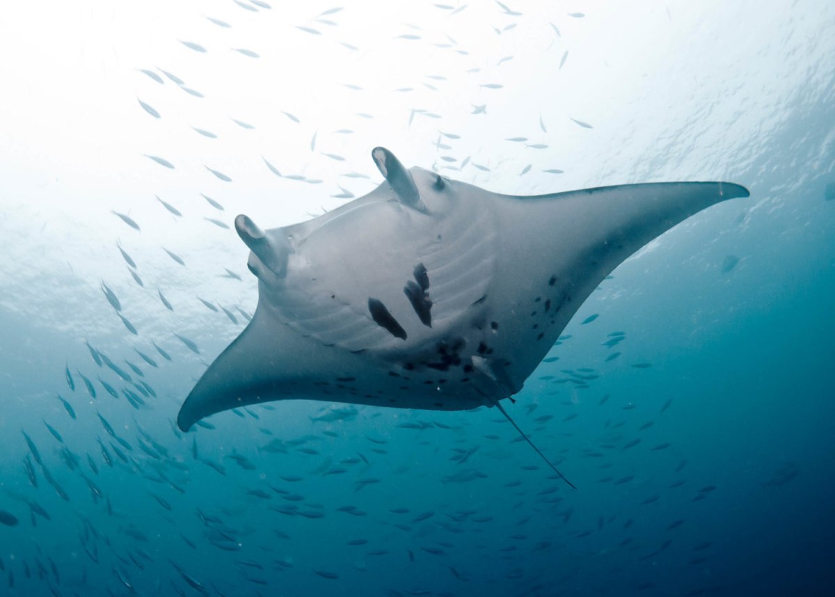 Древние обитатели океана похожие на ската