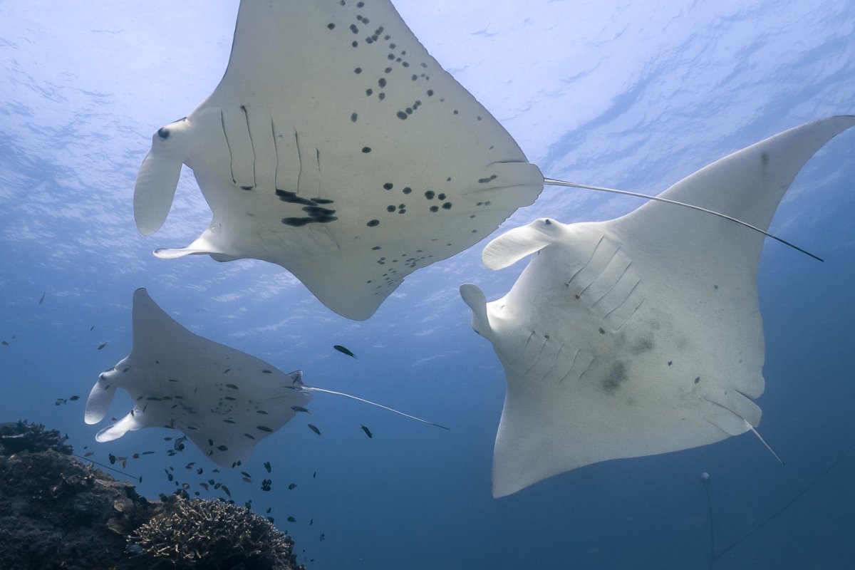 Скат Манта снизу
