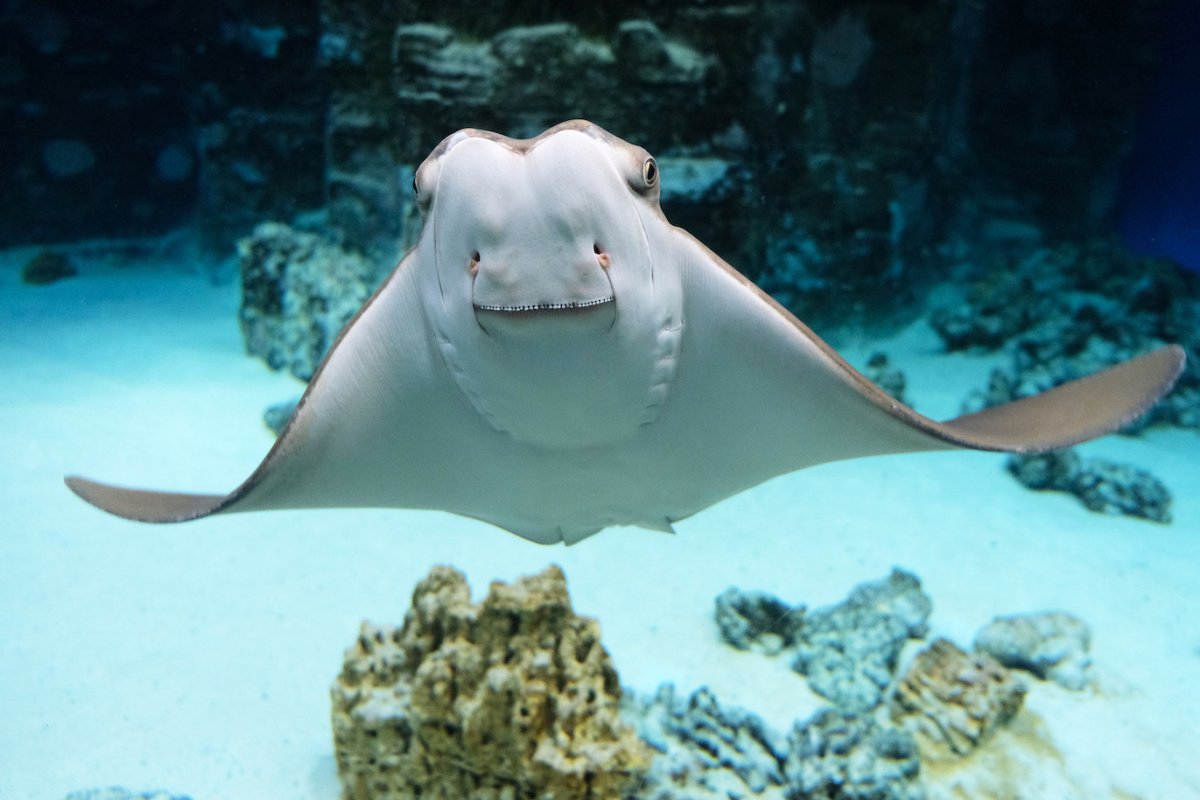 Восточноамериканский бычерыл