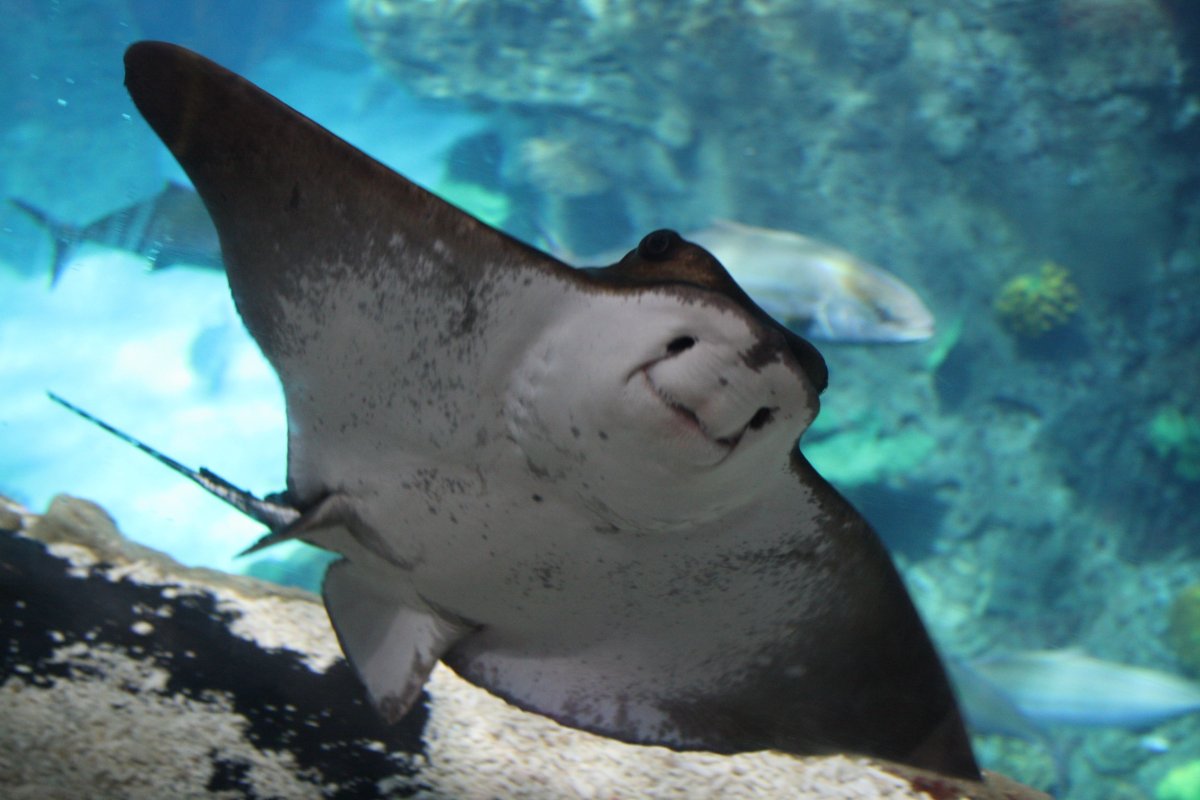 Стингрей Скат Стингрей