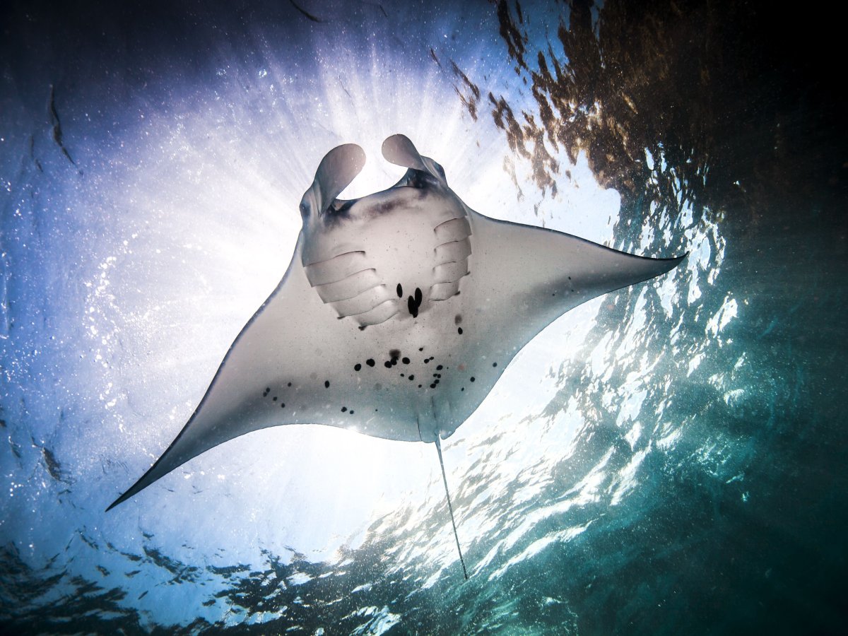 Манта Рэй рыба