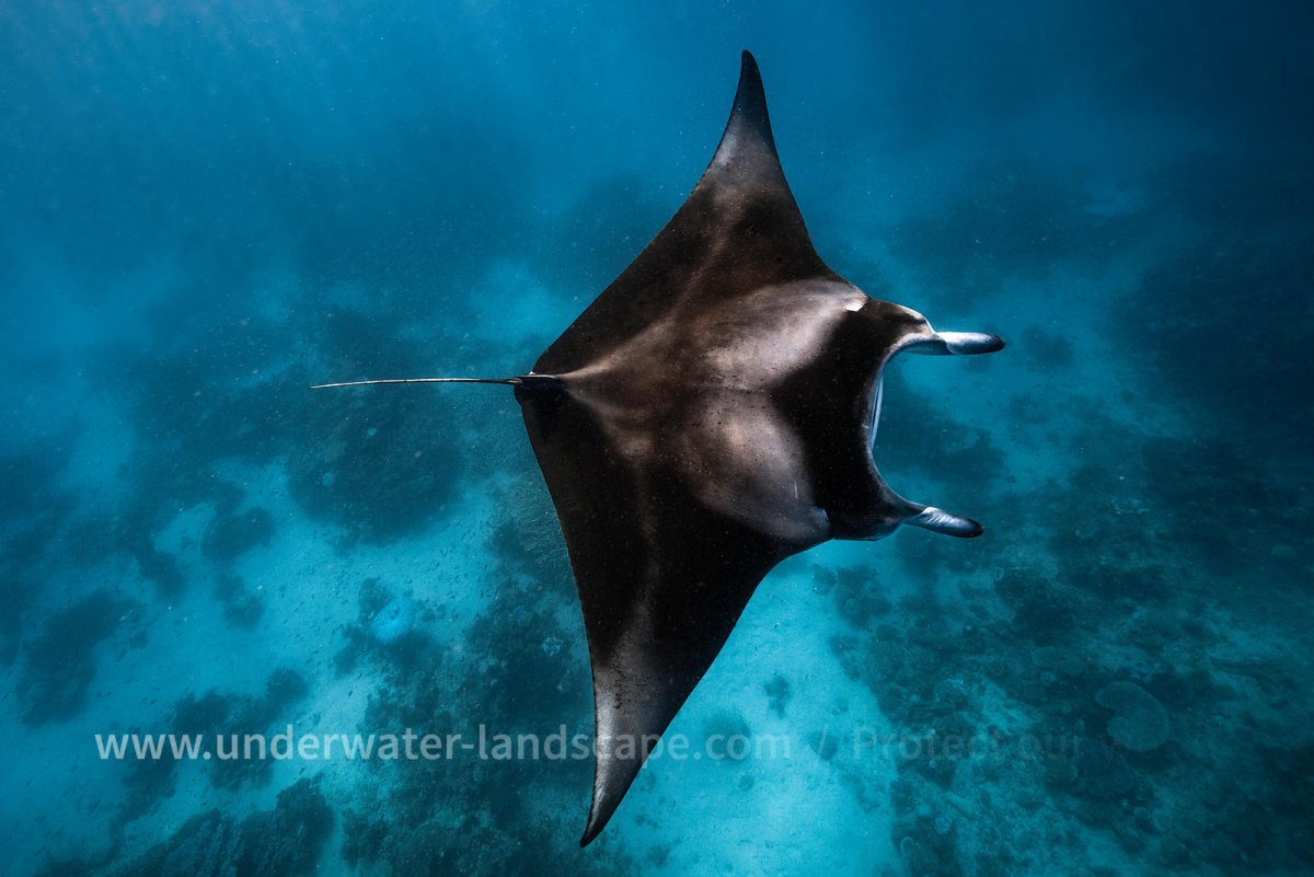 Скаты индийского океана