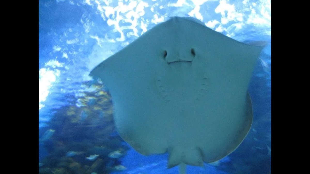 Скат демотиватор